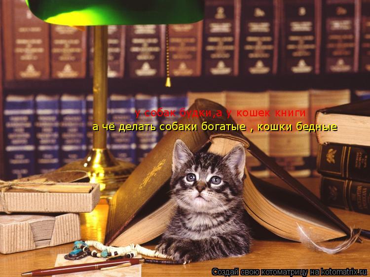 Котоматрица: у собак будки,а у кошек книги а чё делать собаки богатые , кошки бедные