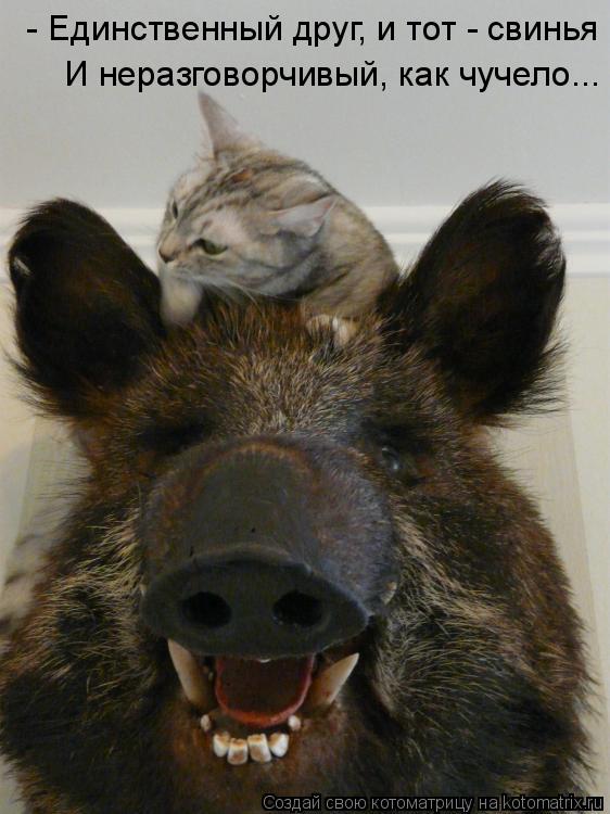 - Единственный друг, и тот - свинья И неразговорчивый, как чучело...... Котоматрица: - Единственный друг, и тот - свинья И неразговорчивый, как чучело...