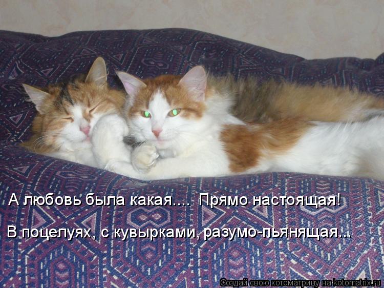 Котоматрица: А любовь была какая.... Прямо настоящая! В поцелуях, с кувырками, разумо-пьянящая...