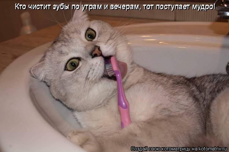 Котоматрица: Кто чистит зубы по утрам и вечерам, тот поступает мудро! Кто чистит зубы по утрам и вечерам, тот поступает мудро!