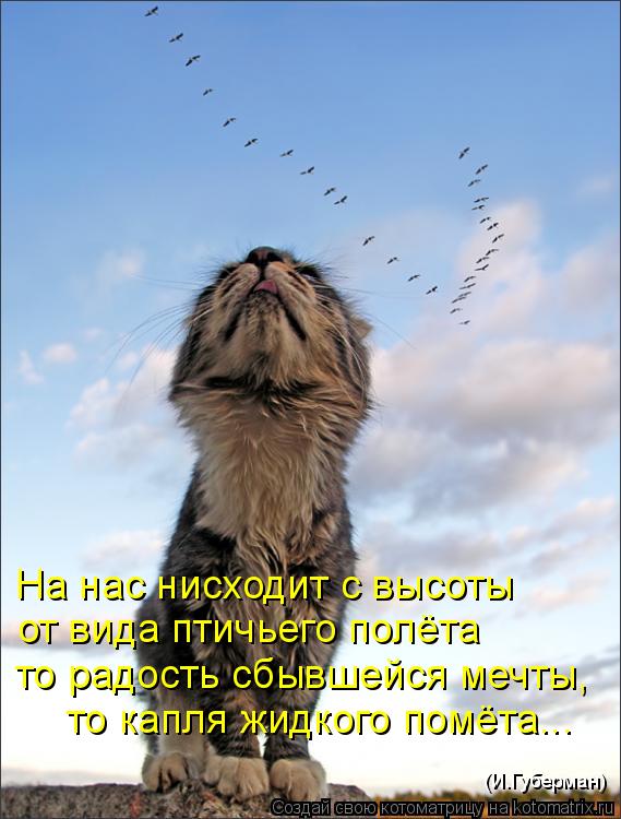 На нас нисходит с высоты от вида птичьего полёта то радость сбывшейся мечты, то капля жидкого помёта.... Котоматрица: На нас нисходит с высоты от вида птичьего полёта то радость сбывшейся мечты, то капля жидкого помёта... (И.Губерман)