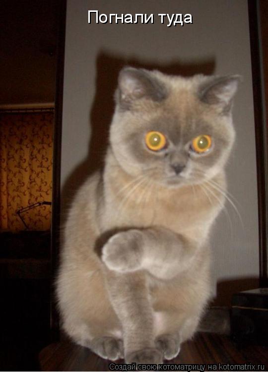 Котоматрица: Погнали туда