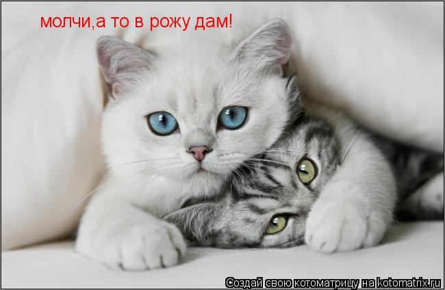молчи,а то в рожу дам!... Котоматрица: молчи,а то в рожу дам!