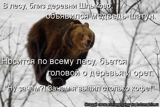 Котоматрица: В лесу, близ деревни Шлыково,  обьявился медведь-шатун. Носится по всему лесу, бьется  головой о деревья и орет: "Ну зачем?! Зачем я выпил столь