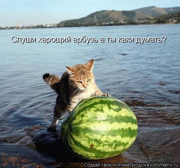Котоматрица: Слуши харощий арбузь а ты каки думать?