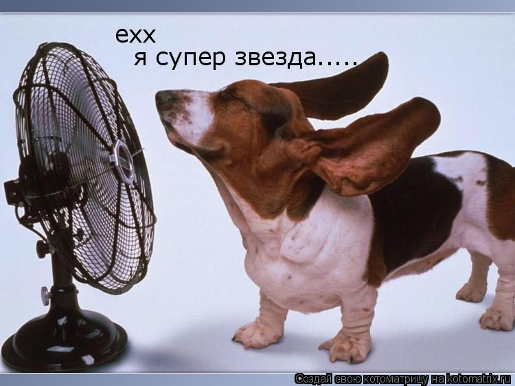 Котоматрица: ехх я супер звезда.....