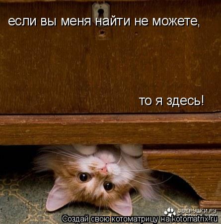 если вы меня найти не можете, то я здесь!... Котоматрица: если вы меня найти не можете, то я здесь!