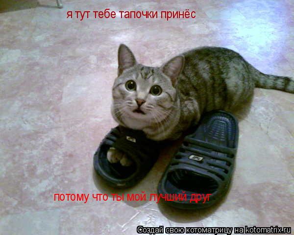 Котоматрица: я тут тебе тапочки принёс потому что ты мой лучший друг