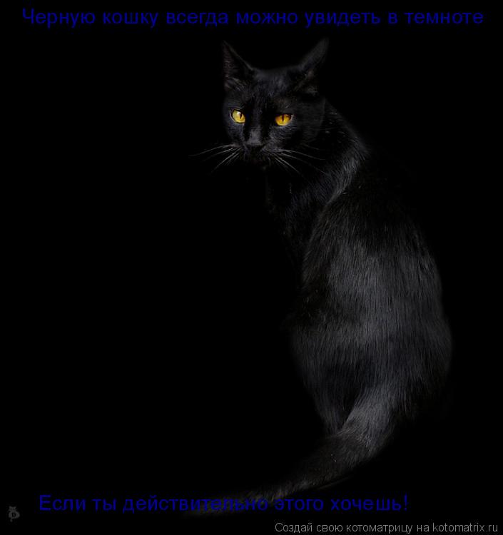 Котоматрица: Черную кошку всегда можно увидеть в темноте Если ты действительно этого хочешь!