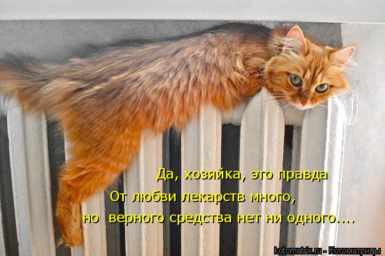 Котоматрица: От любви лекарств много,  но  верного средства нет ни одного.... Да, хозяйка, это правда