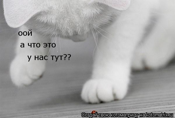 оой а что это у нас тут??... Котоматрица: оой а что это у нас тут??