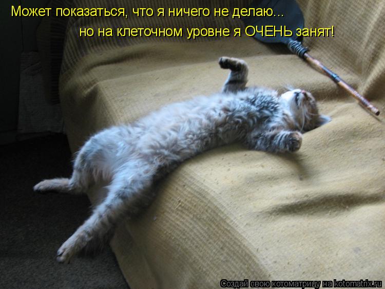Может показаться, что я ничего не делаю... но на клеточном уровне я ОЧЕНЬ занят!... Котоматрица: Может показаться, что я ничего не делаю... но на клеточном уровне я ОЧЕНЬ занят!