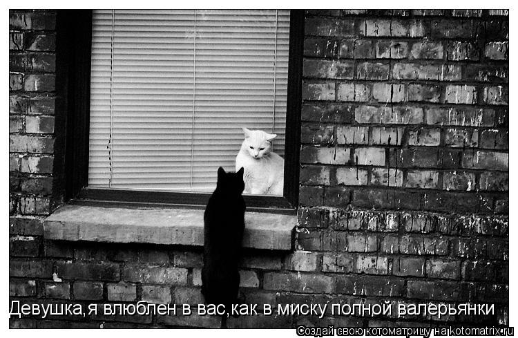 Котоматрица: Девушка,я влюблен в вас,как в миску полной валерьянки