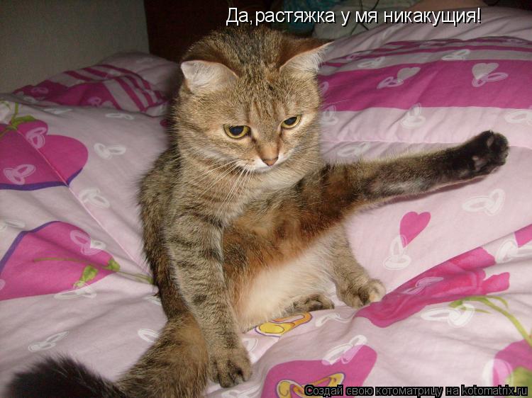Котоматрица: Да,растяжка у мя никакущия!