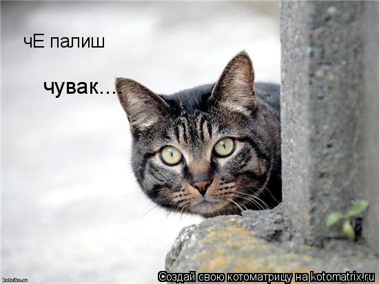 чЕ палиш чувак....... Котоматрица: чЕ палиш чувак....
