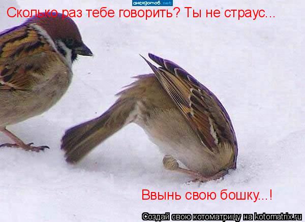 Котоматрица: Сколько раз тебе говорить? Ты не страус... Ввынь свою бошку...!