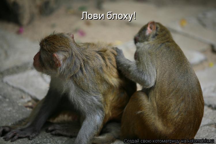 Котоматрица: Лови блоху!