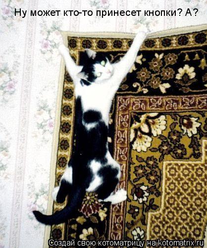 Котоматрица: Ну может кто-то принесет кнопки? А?