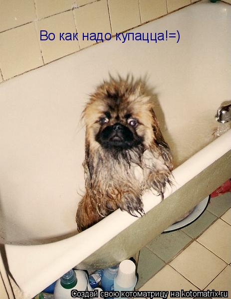 Котоматрица: Во как надо купацца!=)