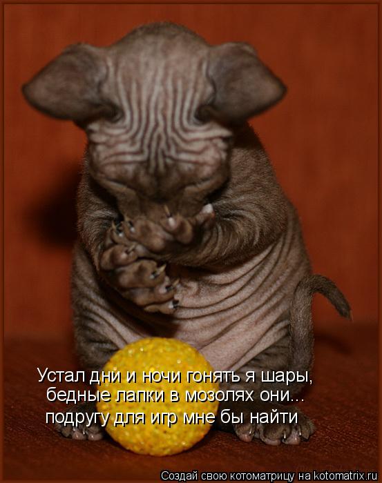 Котоматрица: Устал дни и ночи гонять я шары, бедные лапки в мозолях они... подругу для игр мне бы найти