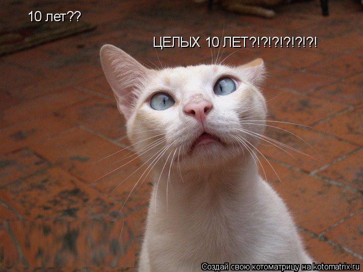 Котоматрица: 10 лет?? ЦЕЛЫХ 10 ЛЕТ?!?!?!?!?!?!