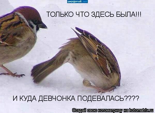Котоматрица: И КУДА ДЕВЧОНКА ПОДЕВАЛАСЬ???? ТОЛЬКО ЧТО ЗДЕСЬ БЫЛА!!!