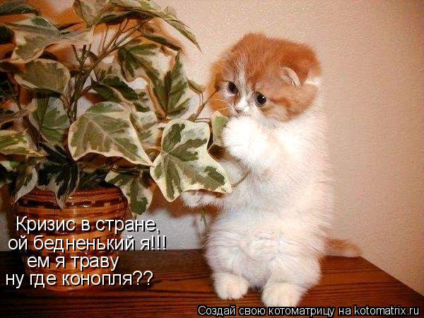 Котоматрица: Кризис в стране, ой бедненький я!!! ем я траву ну где конопля??