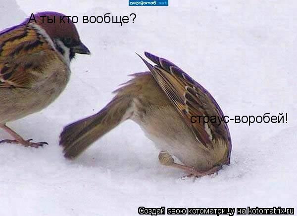 Котоматрица: страус-воробей! А ты кто вообще?