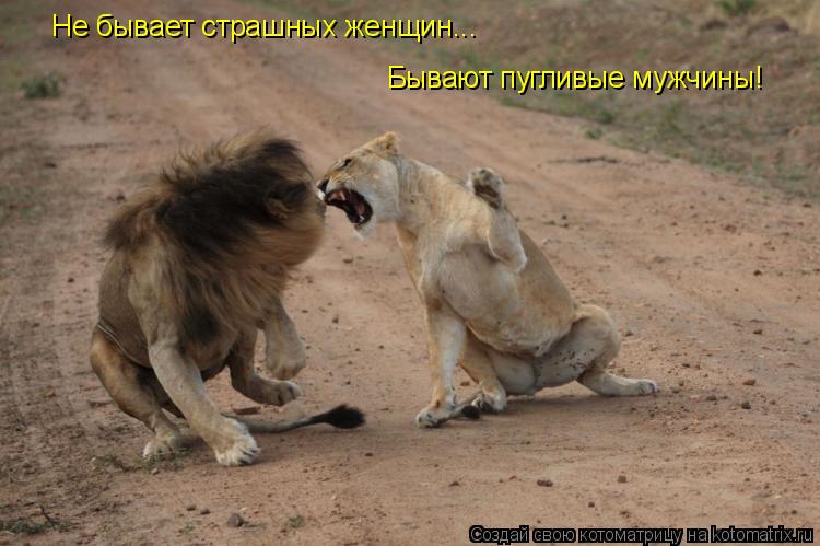 Не бывает страшных женщин... Бывают пугливые мужчины!... Котоматрица: Не бывает страшных женщин... Бывают пугливые мужчины!
