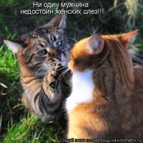 Ни один мужчина недостоин женских слез!!!... Котоматрица: Ни один мужчина недостоин женских слез!!!