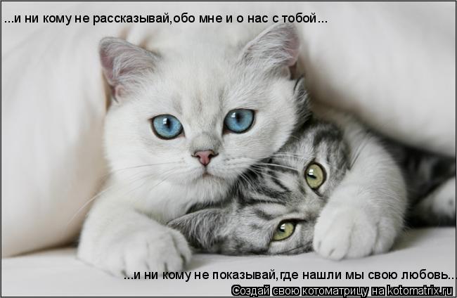 Котоматрица: ...и ни кому не рассказывай,обо мне и о нас с тобой... ...и ни кому не показывай,где нашли мы свою любовь...