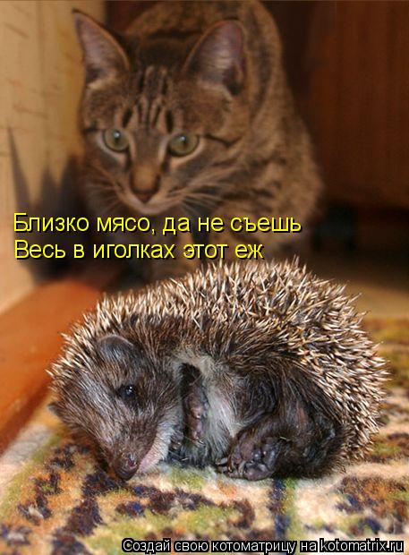 Близко мясо, да не съешь Весь в иголках этот еж... Котоматрица: Близко мясо, да не съешь Весь в иголках этот еж