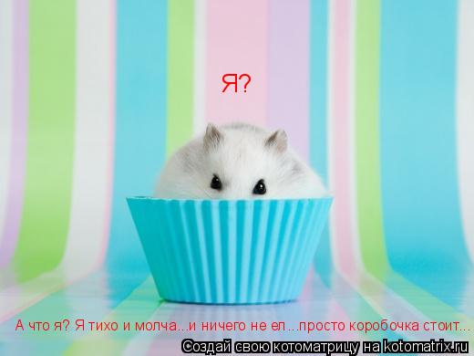 Котоматрица: Я? А что я? Я тихо и молча...и ничего не ел...просто коробочка стоит...
