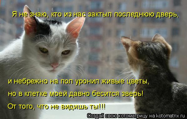Котоматрица: Я не знаю, кто из нас зактыл последнюю дверь, и небрежно на пол уронил живые цветы, но в клетке моей давно бесится зверь! От того, что не видиш