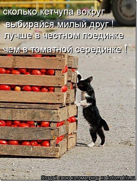 сколько кетчупа вокруг выбирайся милый друг ! лучше в честном поединке чем в томатной серединке !... Котоматрица: сколько кетчупа вокруг выбирайся милый друг ! лучше в честном поединке чем в томатной серединке !