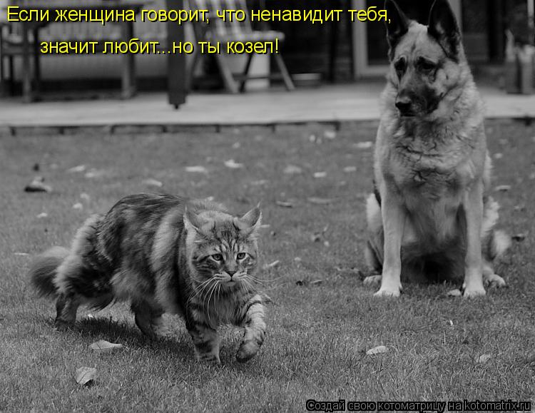 Если женщина говорит, что ненавидит тебя, значит любит...но ты козел!... Котоматрица: Если женщина говорит, что ненавидит тебя, значит любит...но ты козел!
