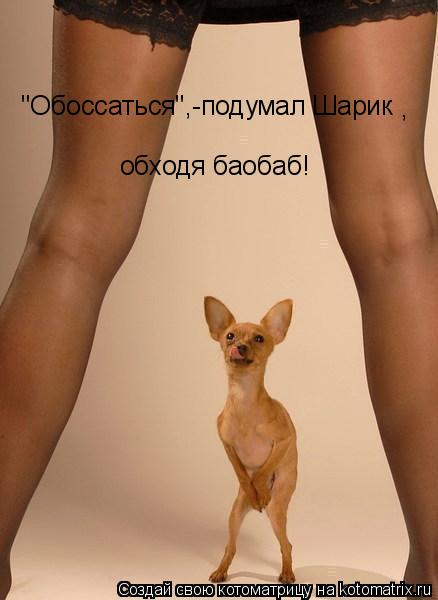 Котоматрица: "Обоссаться",-подумал Шарик обходя баобаб! ,