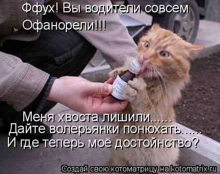 Котоматрица: Ффух! Вы водители совсем Офанорели!!! Меня хвоста лишили...... Дайте волерьянки понюхать...... И где теперь моё достойнство?