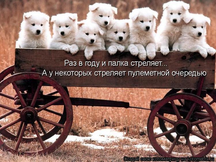 Котоматрица: Раз в году и палка стреляет... А у некоторых стреляет пулеметной очередью