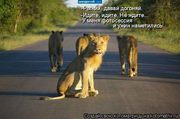 -Рыжий, давай догоняй. -Идите, идите. Не ждите... У меня фотосессия и ужин наметились.... Котоматрица: -Рыжий, давай догоняй. -Идите, идите. Не ждите... У меня фотосессия и ужин наметились.