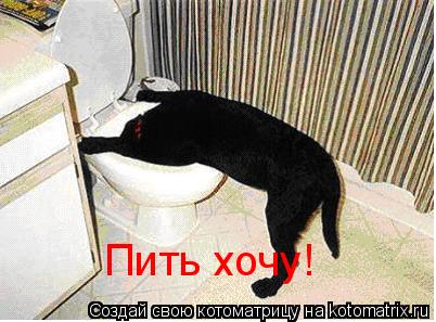 Пить хочу!... Котоматрица: Пить хочу!