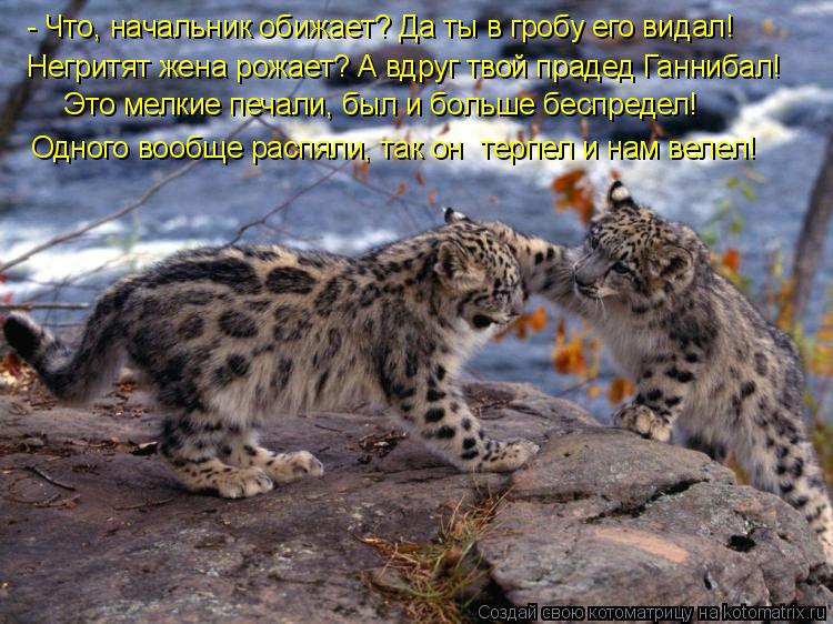 Котоматрица: - Что, начальник обижает? Да ты в гробу его видал! Негритят жена рожает? А вдруг твой прадед Ганнибал! Это мелкие печали, был и больше беспреде