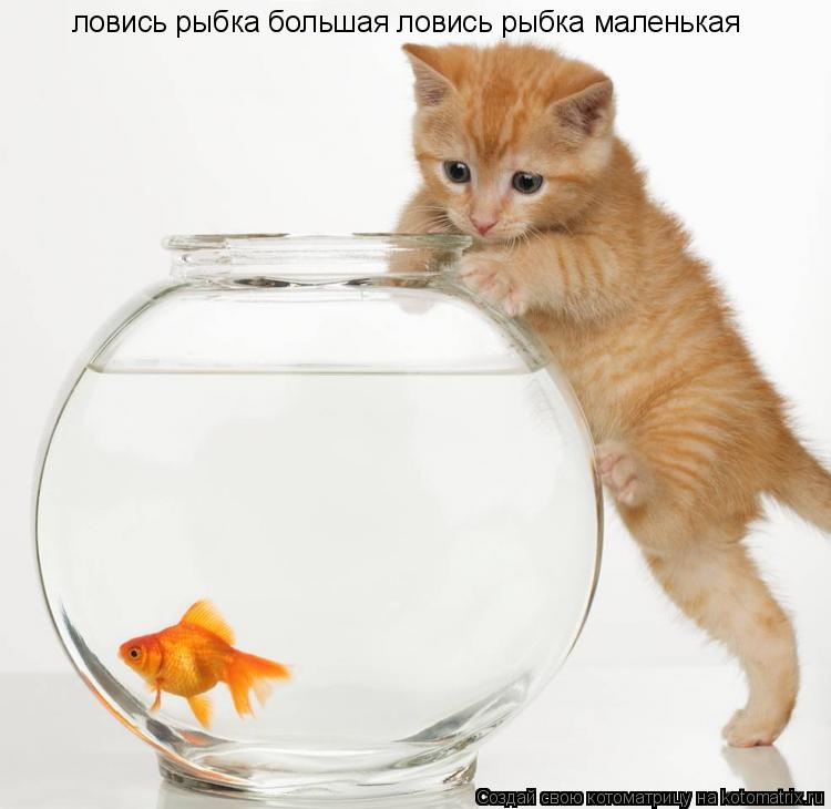 ловись рыбка большая ловись рыбка маленькая... Котоматрица: ловись рыбка большая ловись рыбка маленькая