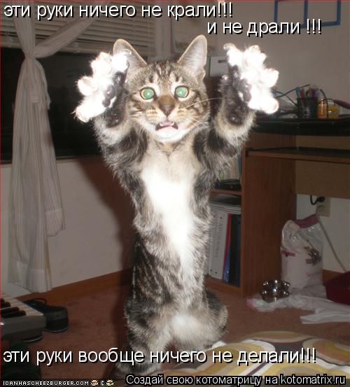эти руки ничего не крали!!! и не драли !!! эти руки вообще ничего не делали!!!... Котоматрица: эти руки ничего не крали!!! и не драли !!! эти руки вообще ничего не делали!!!