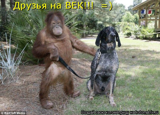 Котоматрица: Друзья на ВЕК!!!  =)