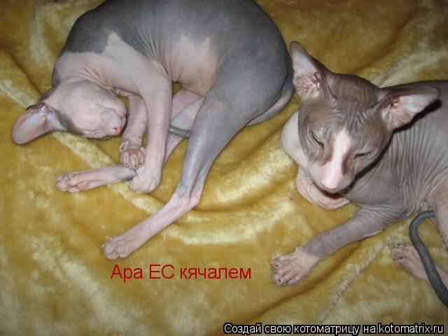 Котоматрица: Ара ЕС кячалем