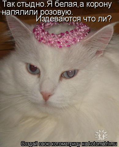 Котоматрица: Так стыдно.Я белая,а корону  напялили розовую. Издеваются что ли?