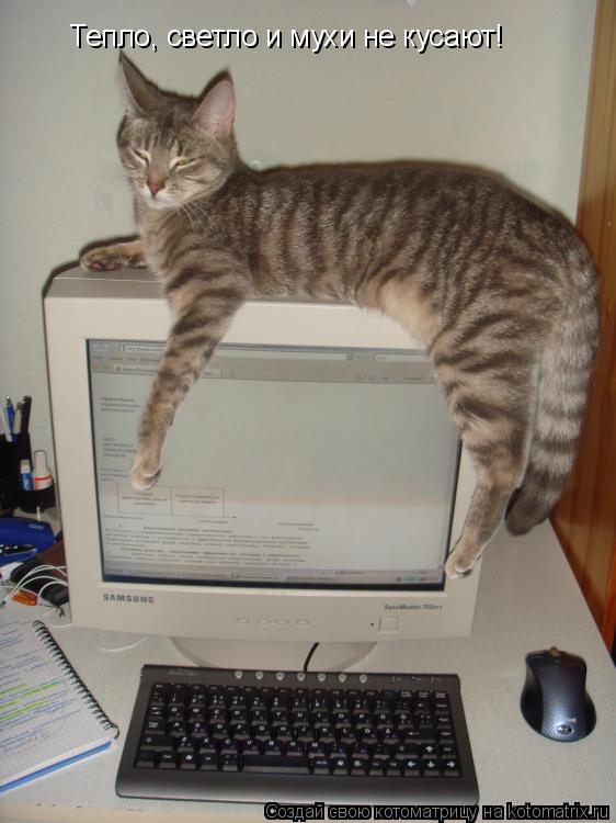 Котоматрица: Тепло, светло и мухи не кусают!