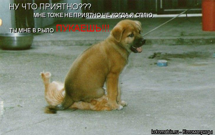 Котоматрица: НУ ЧТО ПРИЯТНО??? МНЕ ТОЖЕ НЕ ПРИЯТНО ЧЕ КОГДА Я СПЛЮ, ТЫ МНЕ В РЫЛО  ПУКАЕШЬ!!!