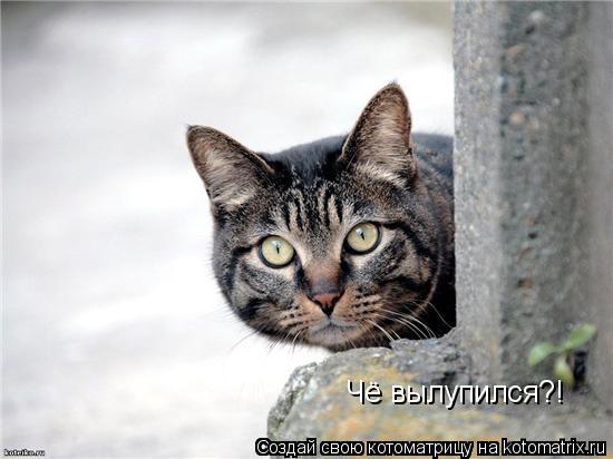 Котоматрица: Чё вылупился?!